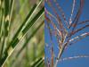 Miscanthus Sinonsis "Zebrinus" ou Eulalie